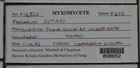 Physarum nutans image